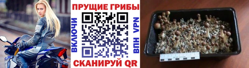 сайты даркнета формула наркота Белая Холуница Псилоцибиновые грибы ЛСД